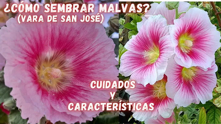 Como REPRODUCIR las MALVAS | Cuidados De Las Malva...