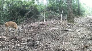 Zebra Colored Face on Deer...WHAT??