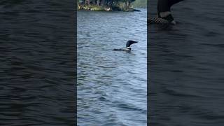 #floating #birdsbirds #lakesidecamping #canadalife #special #birds