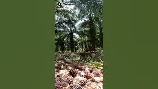 begini lah hidup di rantah