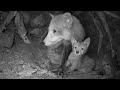 Fox mother and cub inside den  discover wildlife  robert e fuller