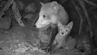 Fox Mother and Cub Inside Den | Discover Wildlife | Robert E Fuller