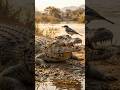 The Tiny Bird That Cleans a Crocodile 🐊🐦