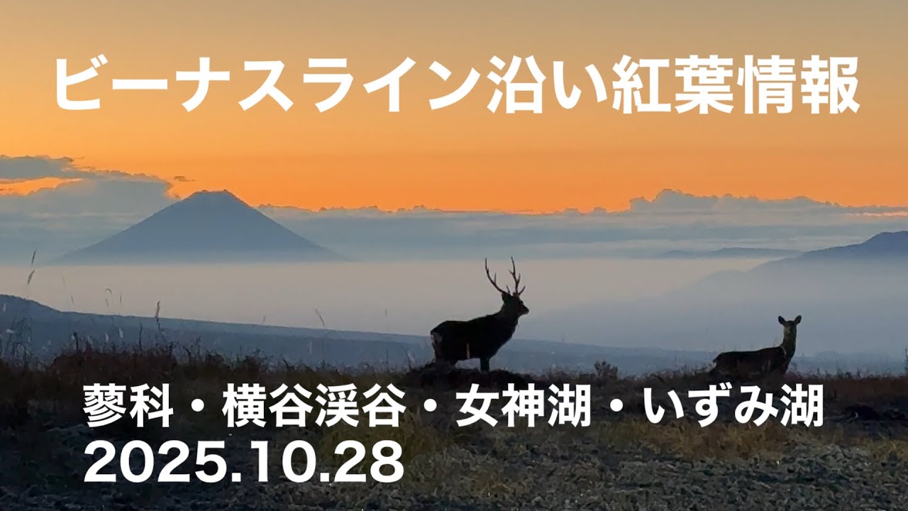 ビーナスライン沿い紅葉情報　蓼科湖・蓼科大滝・横谷渓谷・女神湖・いずみ湖2025 10 28