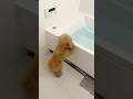 パンナのSpaday🛀🫧#dog