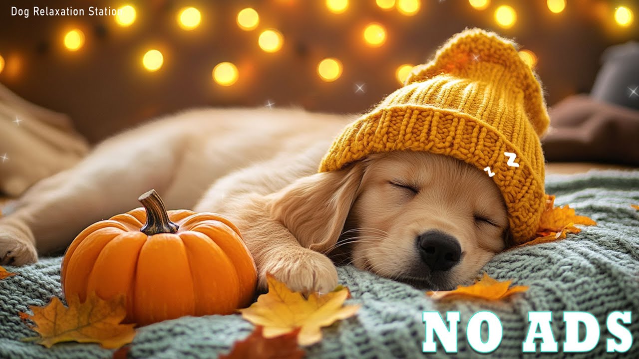 12 Hours of Anti-Anxiety Music for Dogs ❤️🦮Healing Music for Dogs 🎶Sleep and Calm 🌈 No Ads