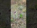 🙀생존의 법칙? 할미꽃의 선택은?#hashtag#viral#trending#fyp#explorepage#youtube#shorts#reels#mustwatch