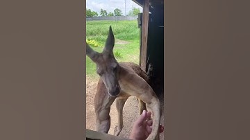 Đấm nhau ko? 😎 #kangaroo