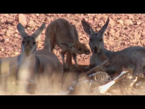 Video: Kangaroo Control Methods - Tswj Kangaroos Hauv Toj Siab