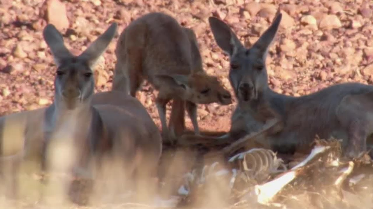 How Do Kangaroos Adapt To Their Environment?