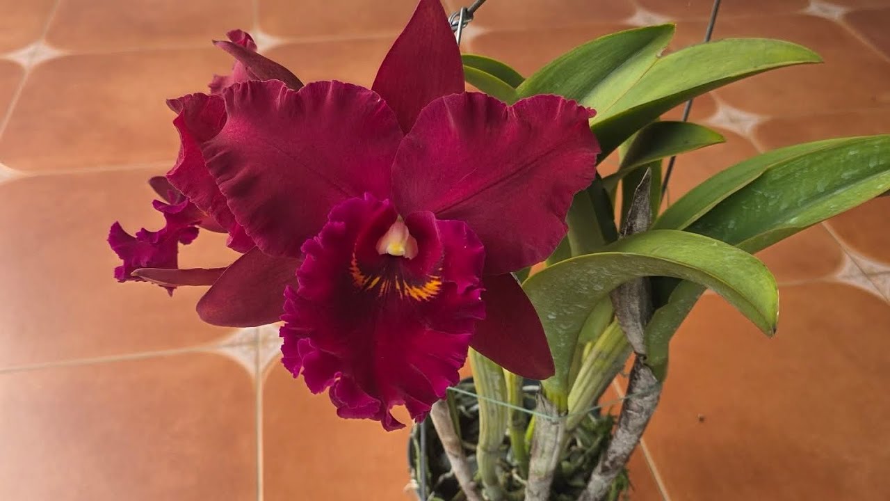 KHAI XUÂN TẶNG QUÀ | LINH SAN 0984.282.911