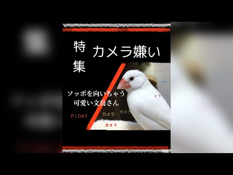 白文鳥カメラを向けるとソッポを向いちゃう可愛い文鳥動画Javasparrow