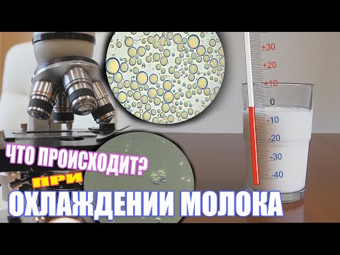 Охлаждение молока / Изменения в составе при охлаждении / Интересные факты #молоко #продукты