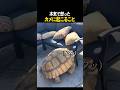 本気で怒ったカメに起こること