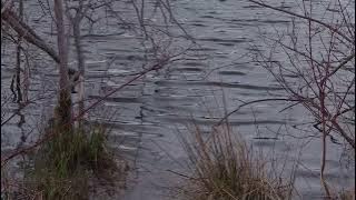 Download lagu Bridge Over Troubled Water / Willie Nelson