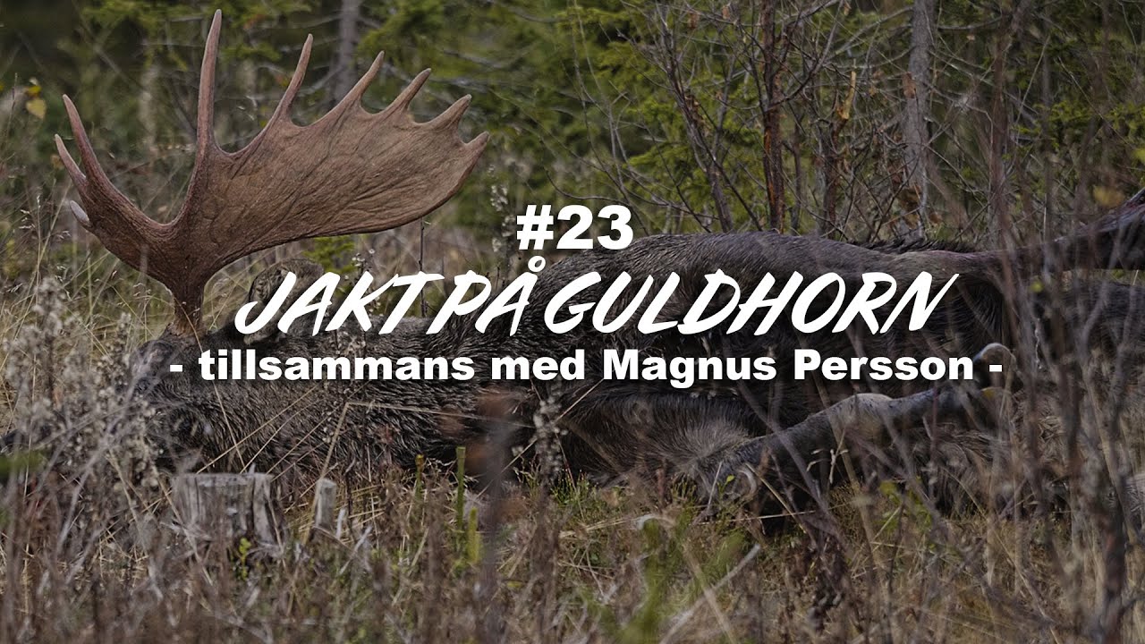 Lyckad jakt på guldhorn tillsammans med Magnus Persson