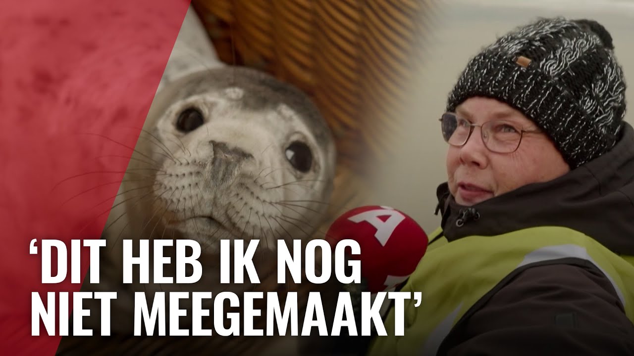 Reddingsactie om zeehond van Westpoort terug naar zee te krijgen
