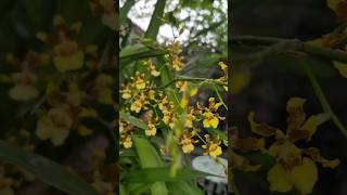 La orquídea que parece pequeñas bailarinas amarillas