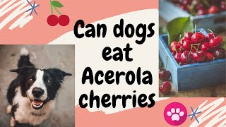 Can dogs eat Acerola cherry | Does Acerola cherries benefits dog’s health? | Is Acerola good for dog