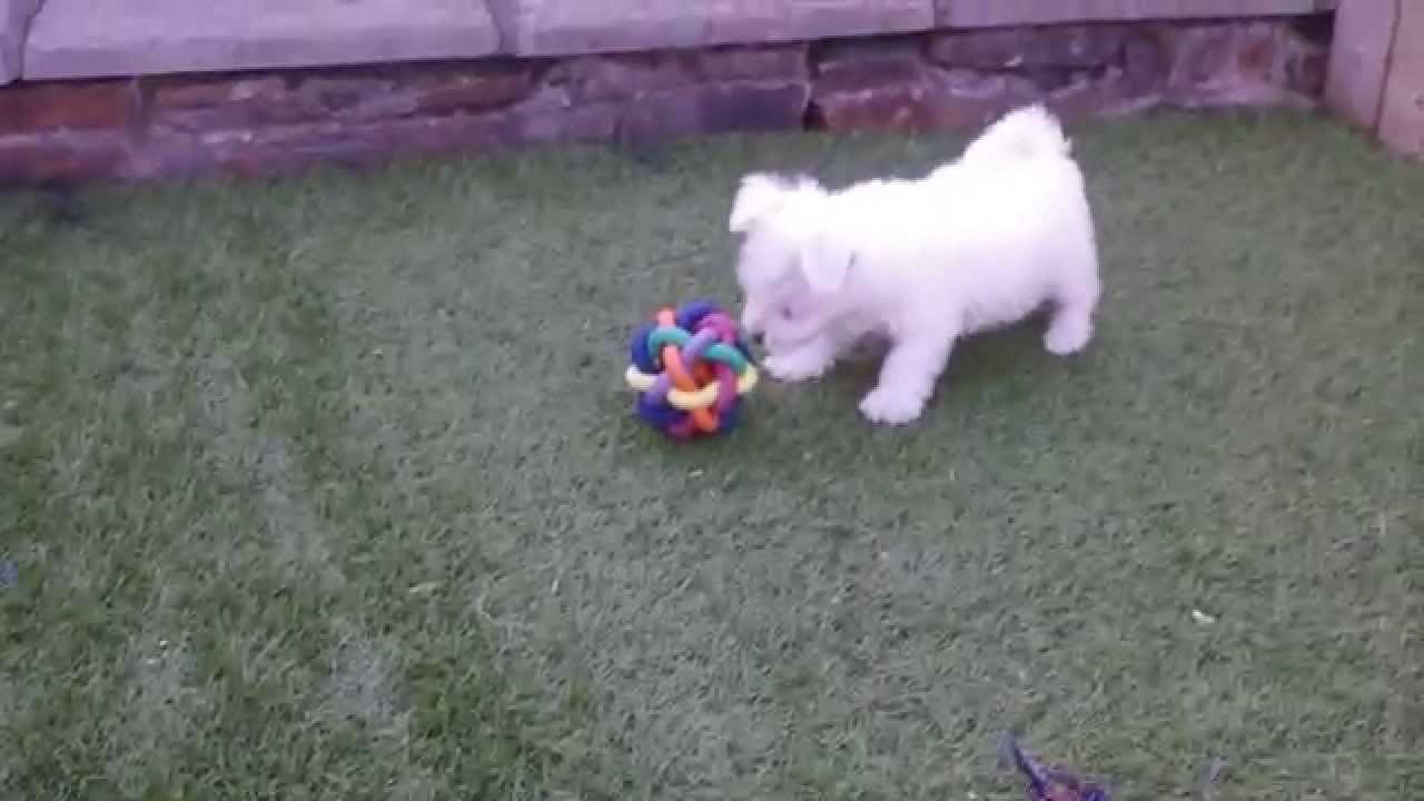 bichon frisé west highland white terrier