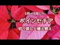『ポインセチア』切り戻しと植え替え〜3月から5月に〜
