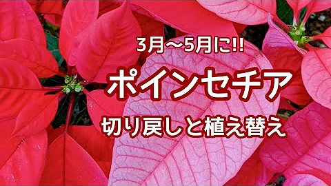 ポインセチア 花騎士