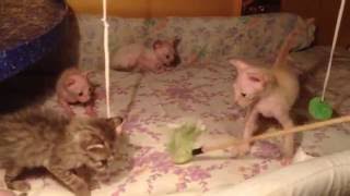 Котята донские сфинксы играют. В день рождения - 1 месяц. Котята донские сфинксы играют. В день рождения - 1 месяц.