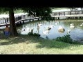 白鳥が泳ぐ池の公園で白鳥を撮影した。