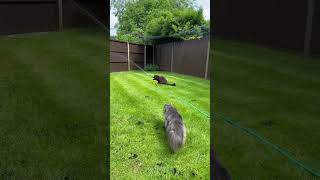 Maine Coon Mania:  Wet wet wet!