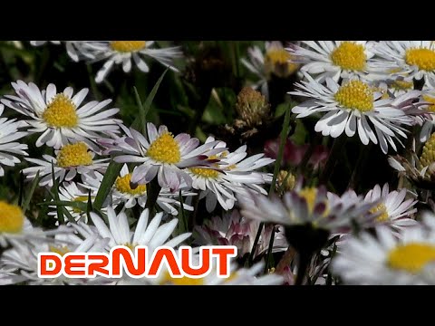 Von weitem sah es aus wie Rauhreif, aber dann .... | A myriad daisies 🌼