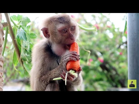 Mua chú khỉ đáng thương về nuôi, giá rẻ 500k