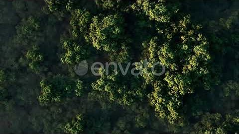 Green Forest in Fog on a Sunny Day | Motion Graphics - Envato elements