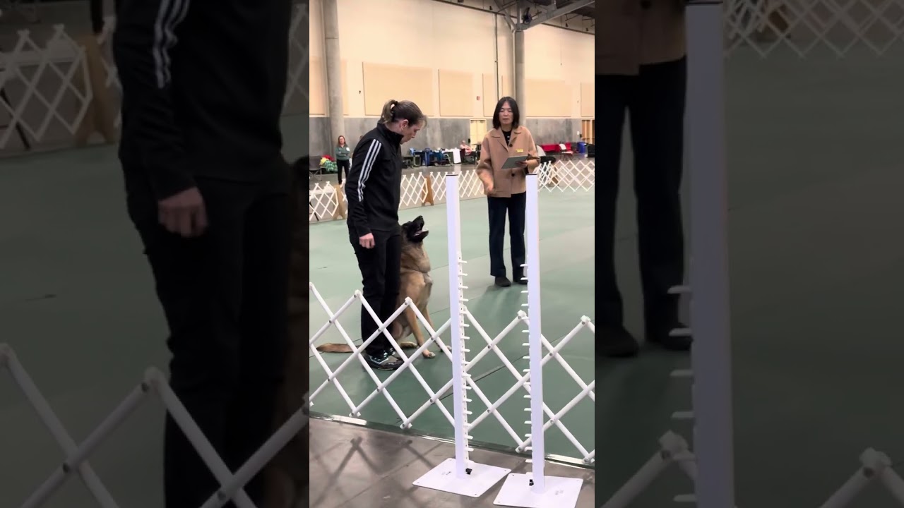 Solo Novice obedience run 12/07/25