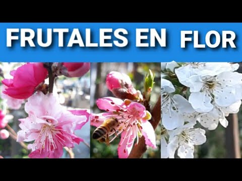 LAS FLORES DE ALGUNOS ARBOLES FRUTALES EN PRIMAVERA.
