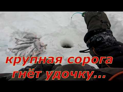 Рыбалка в глуши , там где нет дорог и рыбаков. Крупная сорога на мормышку.