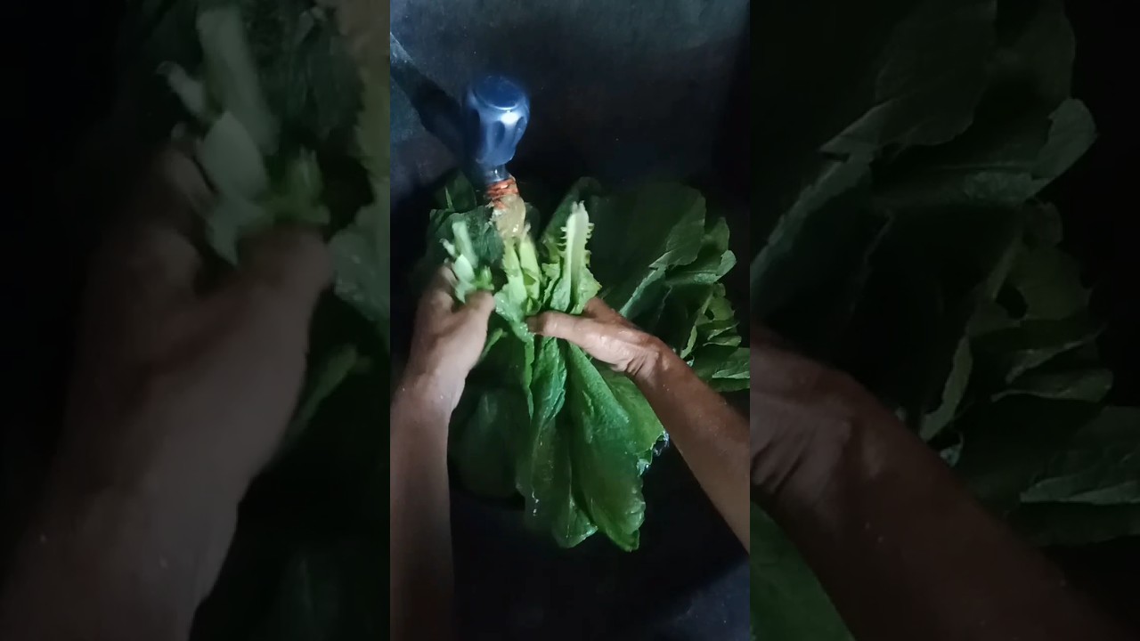 Fresh spinach 🥬🥬