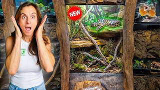 We Added Australia’s Most Beautiful Snake to Our Zoo!!