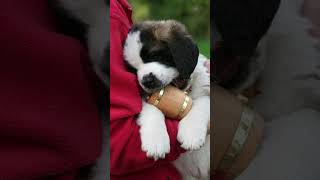 Saint Bernard puppies #dog #shorts #fyp