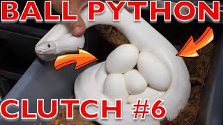 MORE SNAKE EGGS ! BALL PYTHON CLUTCH