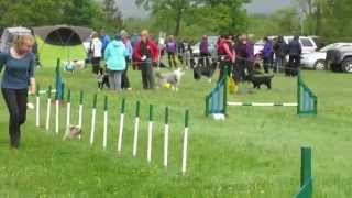 Ritz Combined 6/7 Agility | 1st