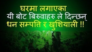 vastu tips for plant in Nepali/घरमा लगाएका यी बोट बिरुवाहरु ले दिन्छन् धन सम्पत्ति र खुशियाली!