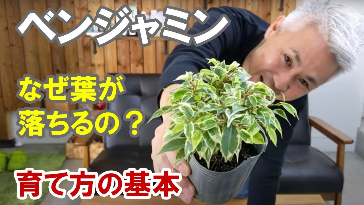 ベンジャミンの育て方 植え方 葉が落ちる理由はこんなところに Youtube