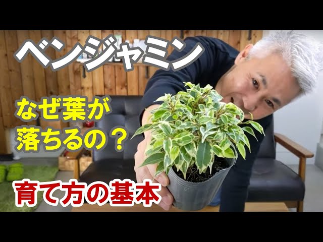 How to grow and plant Benjamina: Here's why the leaves fall - YouTube