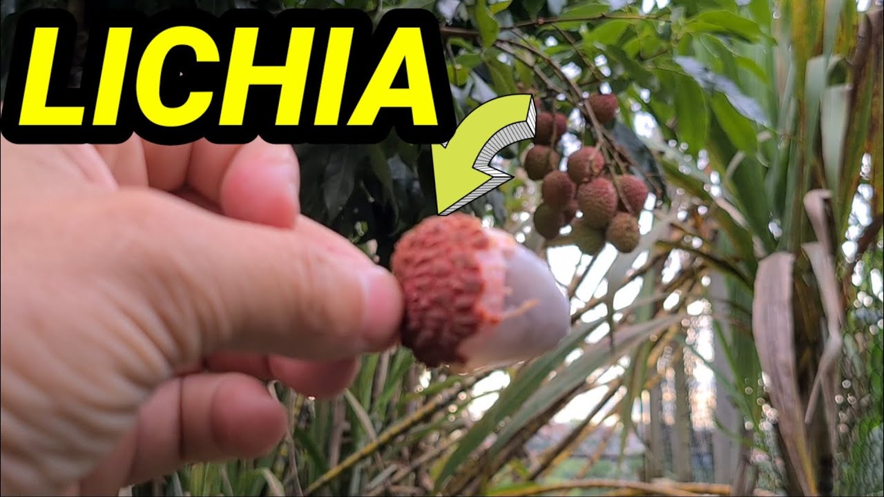 pé de lichia no quintal de casa - YouTube