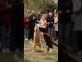 公園で2匹の猫が向かい合って息ピッタリのダンスを披露している