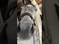 I wonder where she got it from... 👀 😉 #kentuckyderby #Barstool #DavePortnoy #nosy #greyhorse