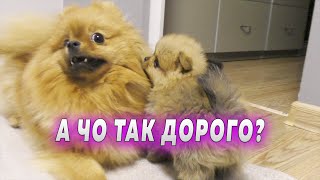 Spitz puppies are 33 days old. What makes up the price for a puppy. What you need to breed dogs