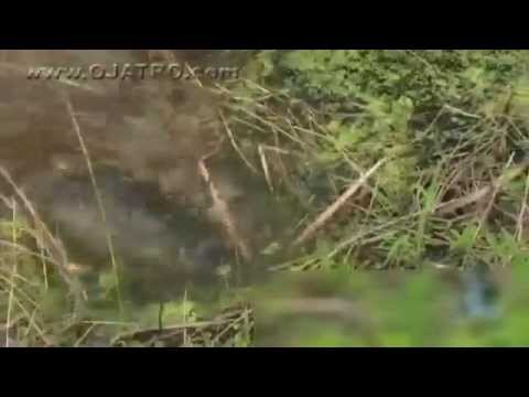 Alligator kills Python