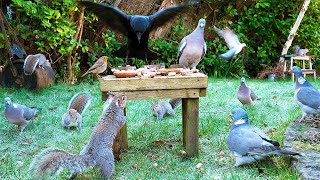 CAT TV NO ADS 10 Hours 🕊️ Birds & Squirrels Feast upon the Old Stool 🐿️ Videos for Cats to Watch