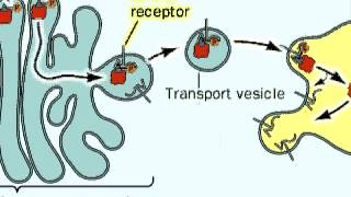 The Process of Glycosylation of Proteins